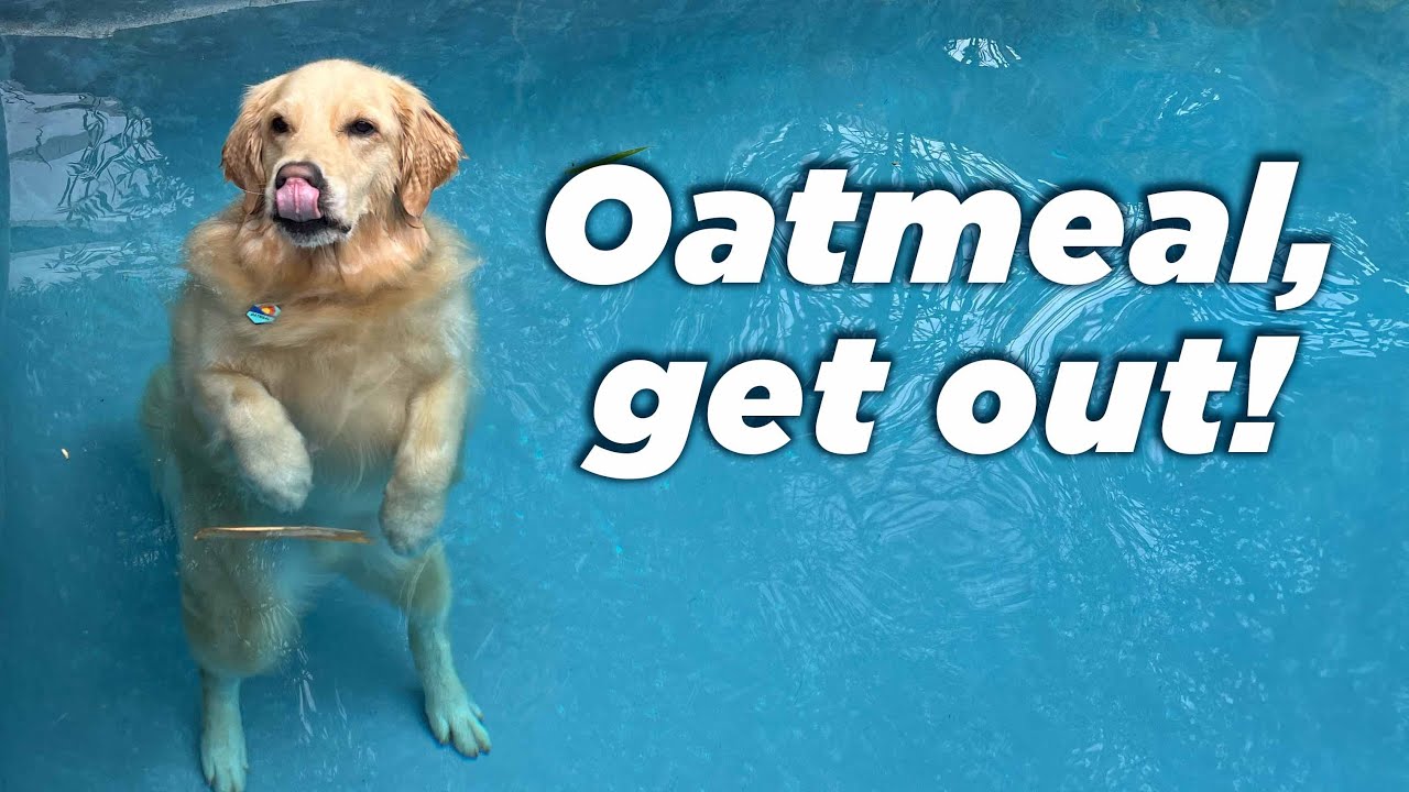 My dog (Oatmeal) insists on swimming (even when it's cold! ❄️) bekijken op YouTube My dog (Oatmeal) insists on swimming (even when it's cold! ❄️) bekijken op YouTube