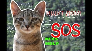 КОТЫ ИЩУТ ДОМ!! 2х НЕДЕЛЬНЫЙ КОТЕНОК!ССЫЛКИ В ОПИСАНИИ! СПб, Санкт-Петербург КОТЫ ИЩУТ ДОМ!! 2х НЕДЕЛЬНЫЙ КОТЕНОК!ССЫЛКИ В ОПИСАНИИ! СПб, Санкт-Петербург