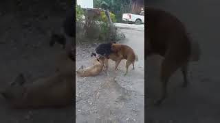 Anjing threesome