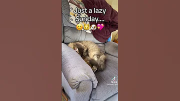 TikTok #1,009: A Lazy Sunday 😊🐱🐶💖 #aaronjholt #tiktok #theatrekid #cat #dog #sleep #nap #lazyday