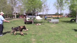 Police dog Dallas-Rocky - bitework (3 april 2016)