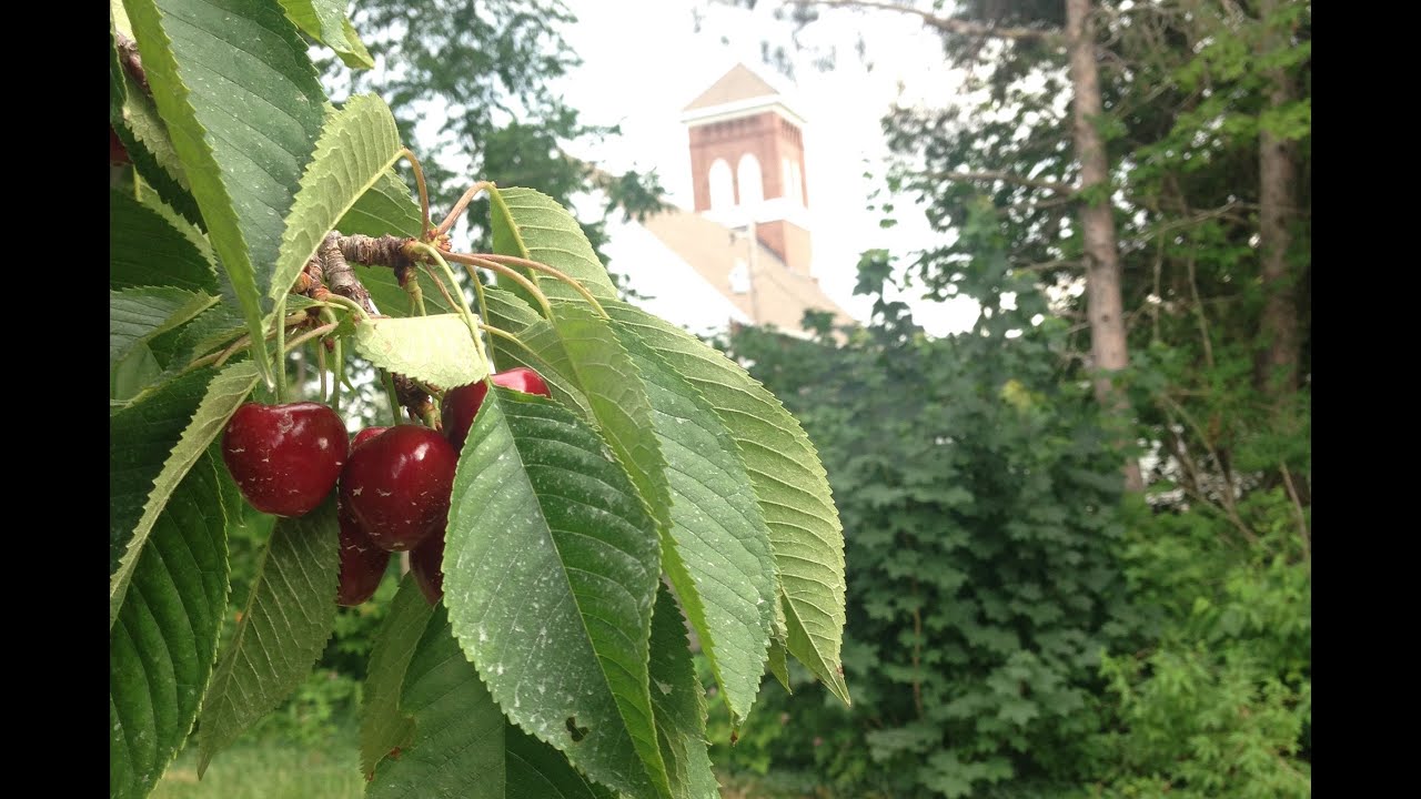 St. Wenceslaus Mass Friday July 10, 2020 YouTube