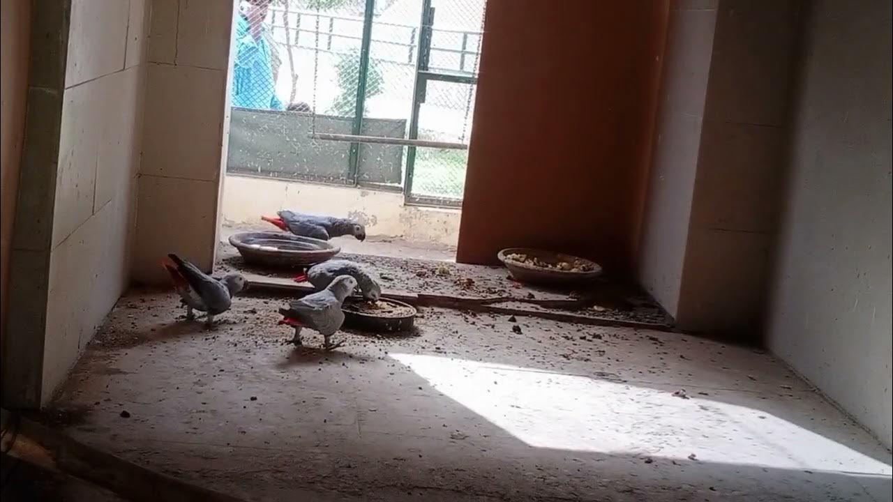 how-to-start-african-grey-parrots-farming-for-beginners-youtube