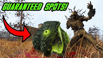 Fallout 76 Gulper Locations GUARANTEED! (2024)