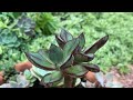 SUCULENTAS que ficam LINDAS em SOL PLENO e com a CHUVA + Echeveria Nodulosa