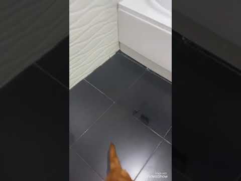 طريقه تدريب الكلب يعمل حمام