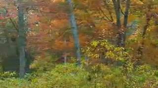 CapeCast: The Cape's best foliage!