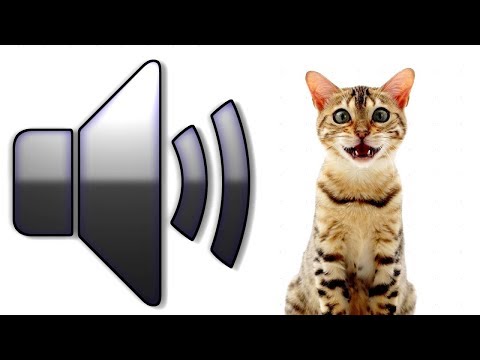 8-hours-cat-sounds-meowing-noises-attract-cats,-annoy-cats