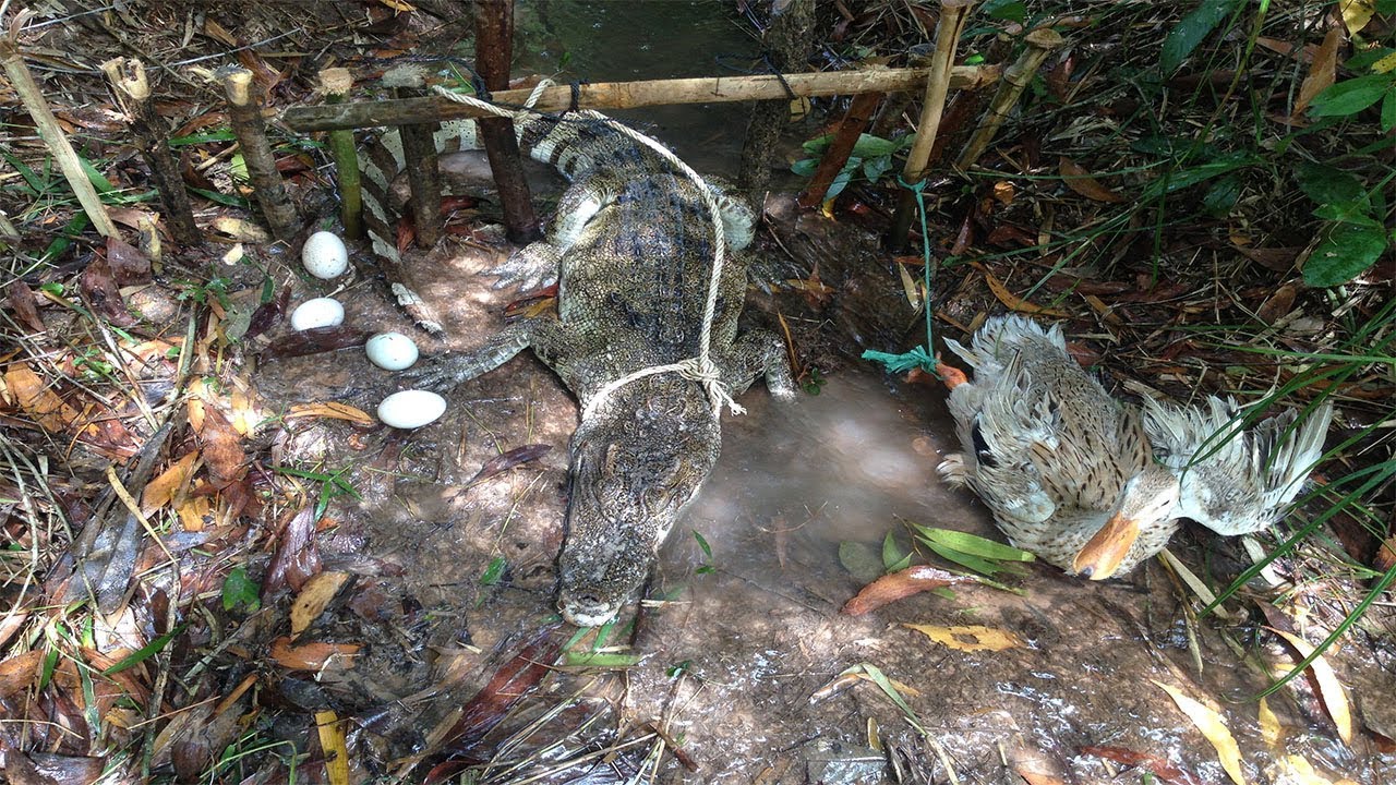 Creative Boy Makes Crocodile Trap Using Cable And Bamboo Work 100% - Primitive Big Crocodile Trap