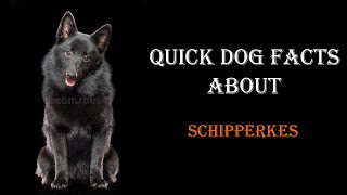 Quick Dog Facts About The Schipperke!