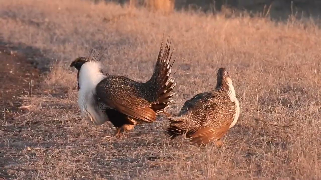 What crazy things guys will do to try and get a girl… Greater Sage Grouse Lek in Eastern Idaho