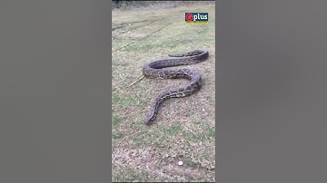 Huge Python Rescued In Guwahati | G Plus
