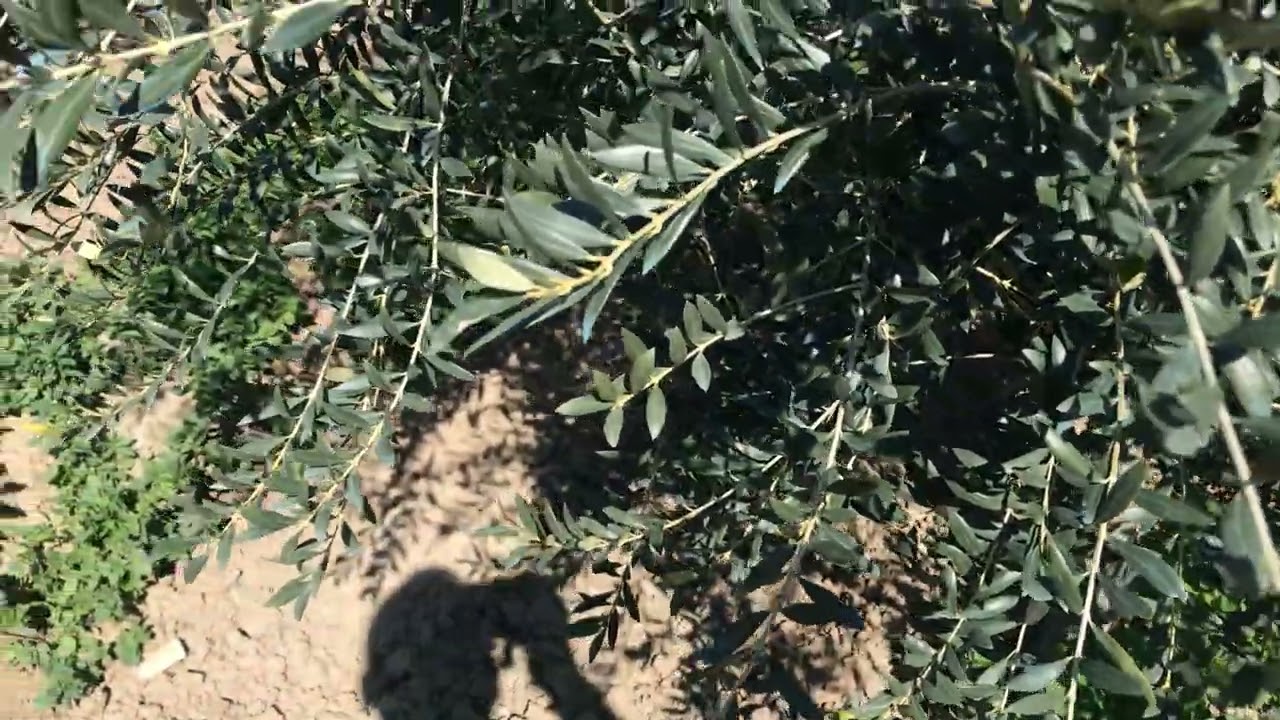 ARBEQUİNA(ARBEKÜNA)EKSİ DOKUZ DERCEYİ GÖRDÜ.!ÇUKUROVA AYAZA TESLİM..!