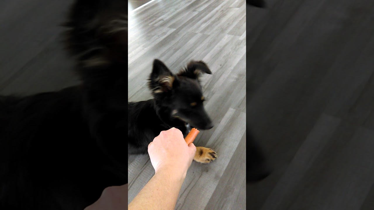 Funny dog 