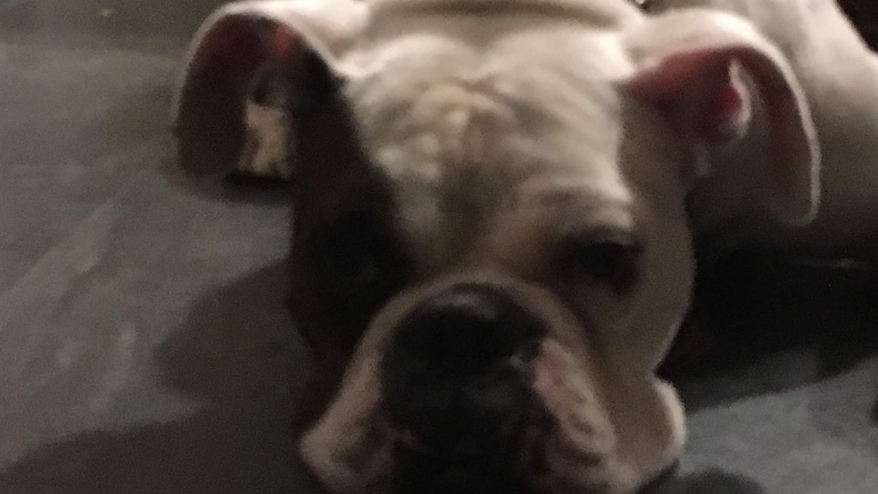 Sneaky snowman gameplay