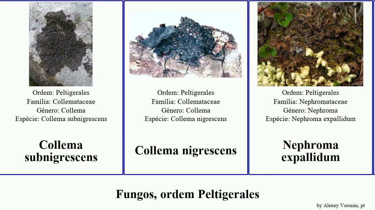 Fungos, ordem Peltigerales collema fungus nigrescens Psoroma curtisporum Nephroma Stretch Sound
