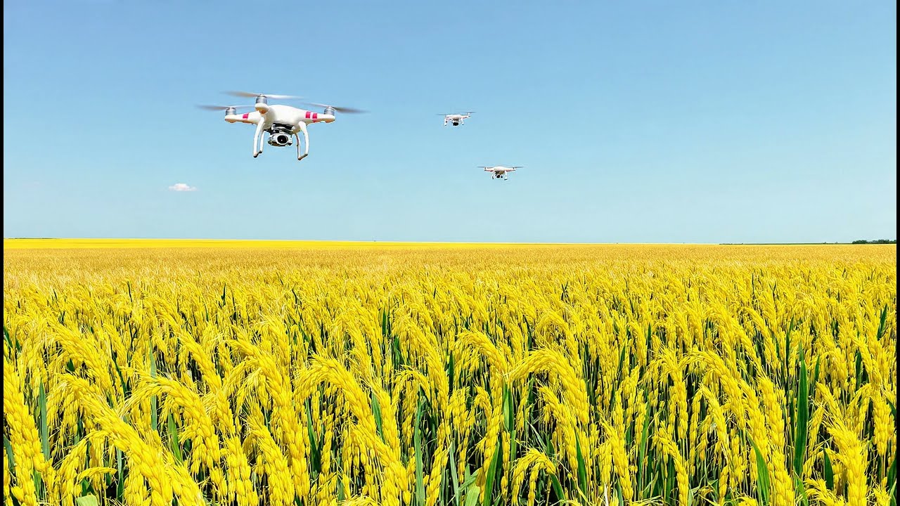 Por qué el arroz y la IA son una pareja perfecta en China