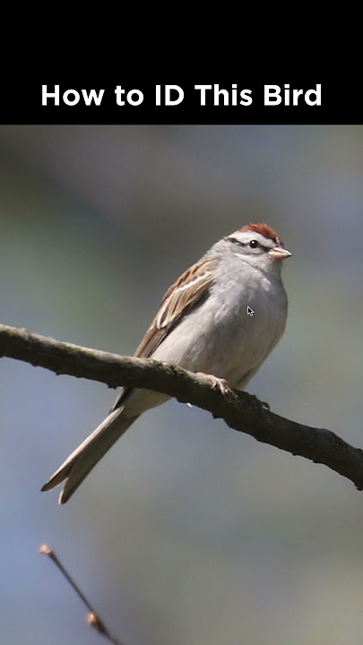 Chipping Sparrow identification example