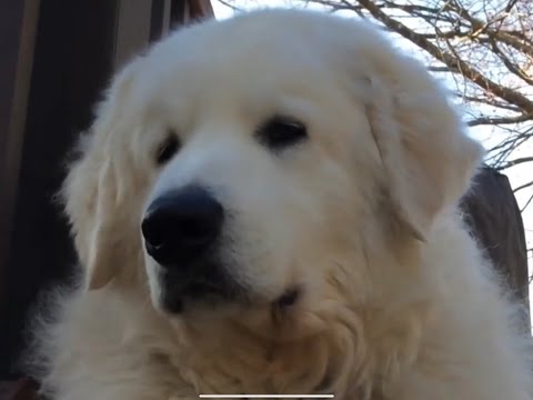 تصویری: نژاد سگ Kuvasz ضد حساسیت ، بهداشت و طول زندگی
