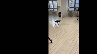 Robot dogs fighting with real dog #airobot Dogs