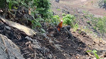 Gà rừng đập cánh gáy cực phê.Qaib qus sib twv qua zoo tiag tiag