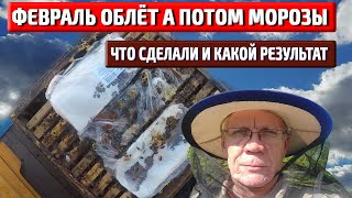 Подкормка пчел в феврале  Результат зимовки в марте Пасека