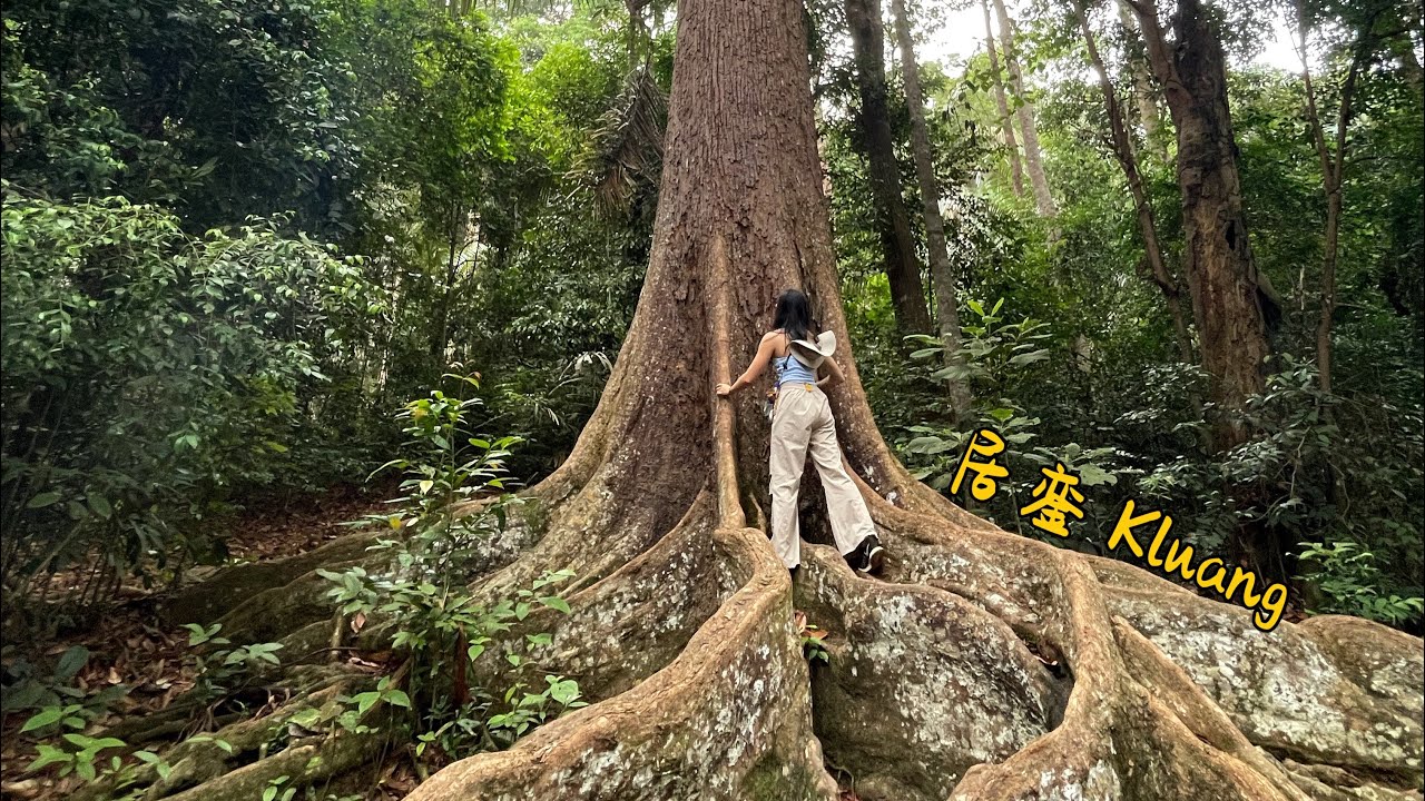 居銮两日游： 与森林共处的住宿 太美了😍
