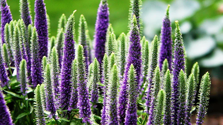 Best Perennials, Veronica 'Royal Candles' (Speedwe...