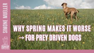 Why Spring Makes It Worse For Prey Drive Dogs