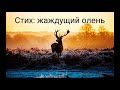 Христианские стихи "Жаждущий олень"