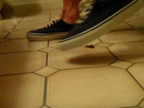 Discusting Garden Bug meets my Sperry Deck shoes
