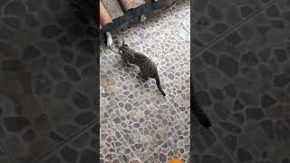 ciko | kucing hutan makan tikus putih ciko | kucing hutan makan tikus putih