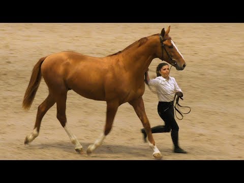 Видео: Гольштейнская порода лошадей гипоаллергенна, здорова и продолжительна