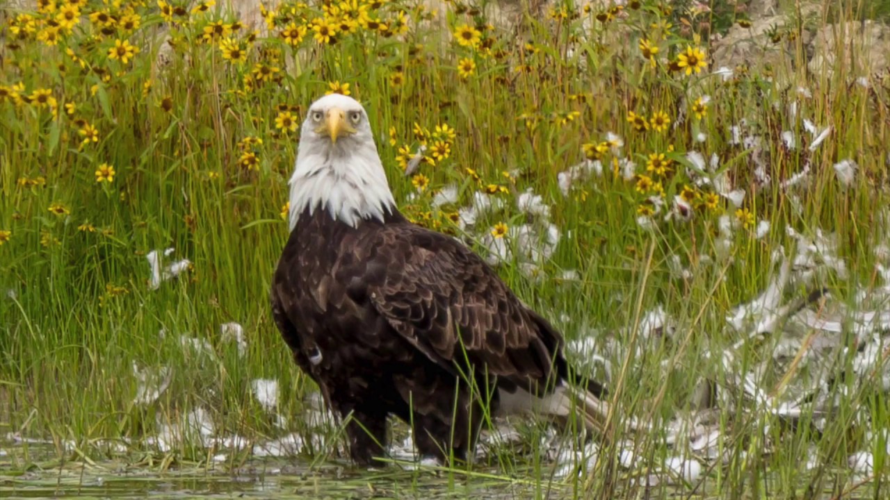 Jonesport / Beals Maine YouTube