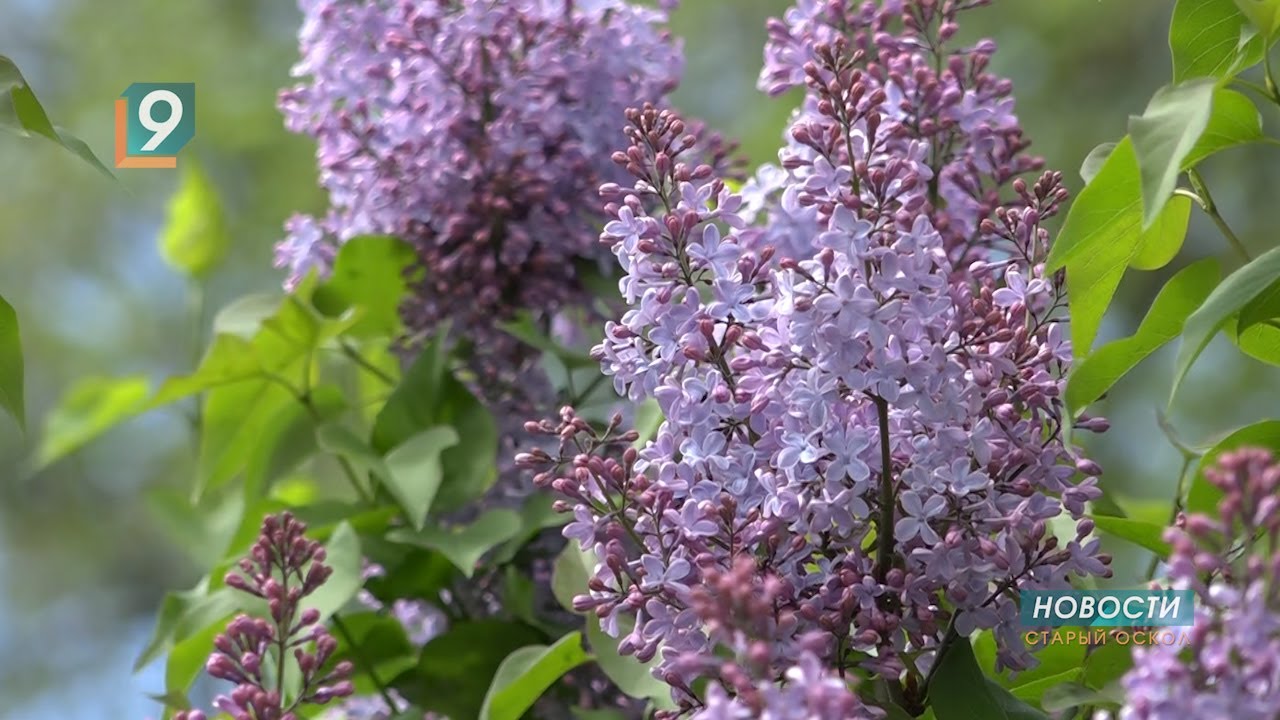 По городу запах сирени караоке