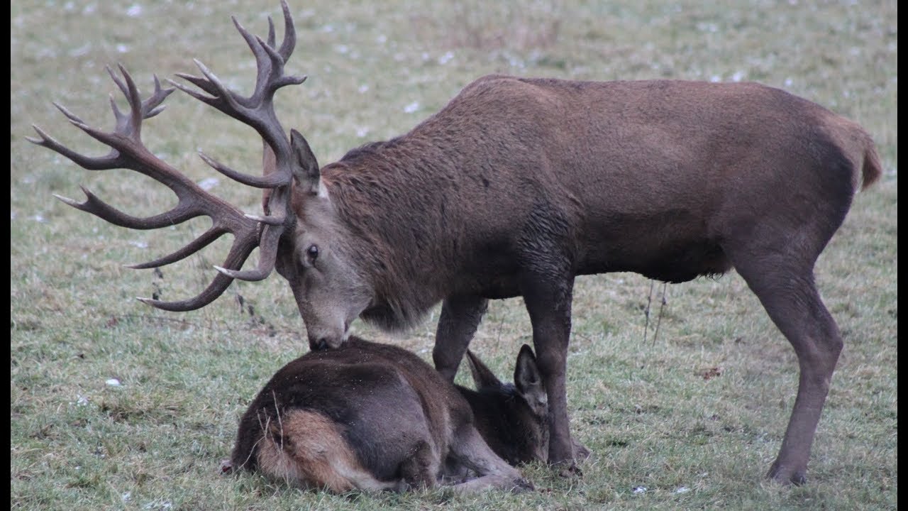 Das Leben der Hirsche und Rehe in den Alpen 2013