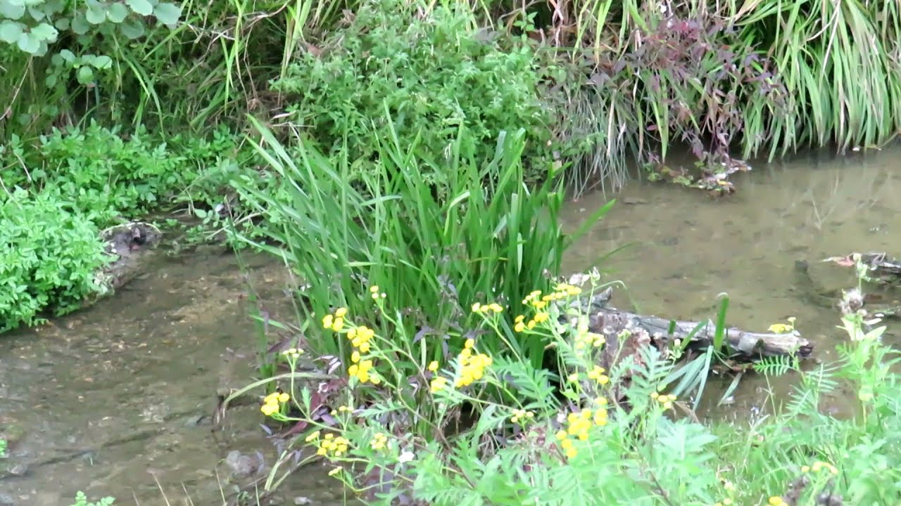 Bezimeni park (Nameless park)