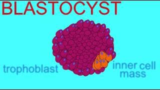EMBRYONIC DEVELOPMENT: ZYGOTE TO BLASTOCYST