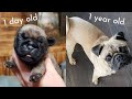 Bowser the pug puppy growing up  from 1 day old to 1 year old