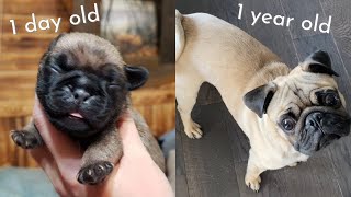 Bowser the Pug Puppy Growing Up | From 1 Day Old To 1 Year Old