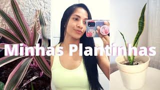 Mostrando Minhas Plantinhas Amanda Camila