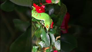 Phelsuma Grandis