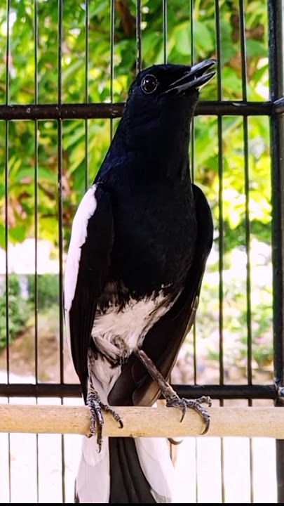 Kacer TRETES ganteng #kacergacorfullisianmewah #burung #birds
