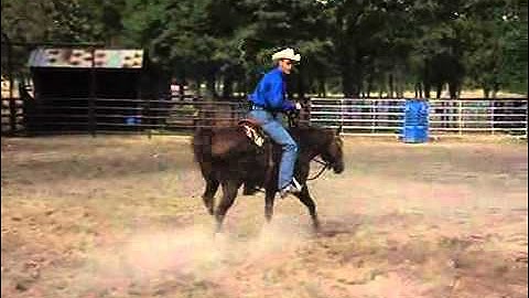 Teaching Your Horse to Spin - Part 2