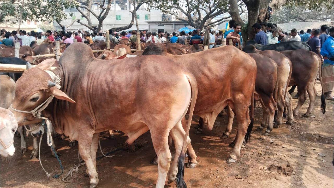 21/2/26/বর্ডার এলাকার হাটথেকে দুইদাঁত বয়সী ষাঁড় গরুর দাম জানুন01773949974