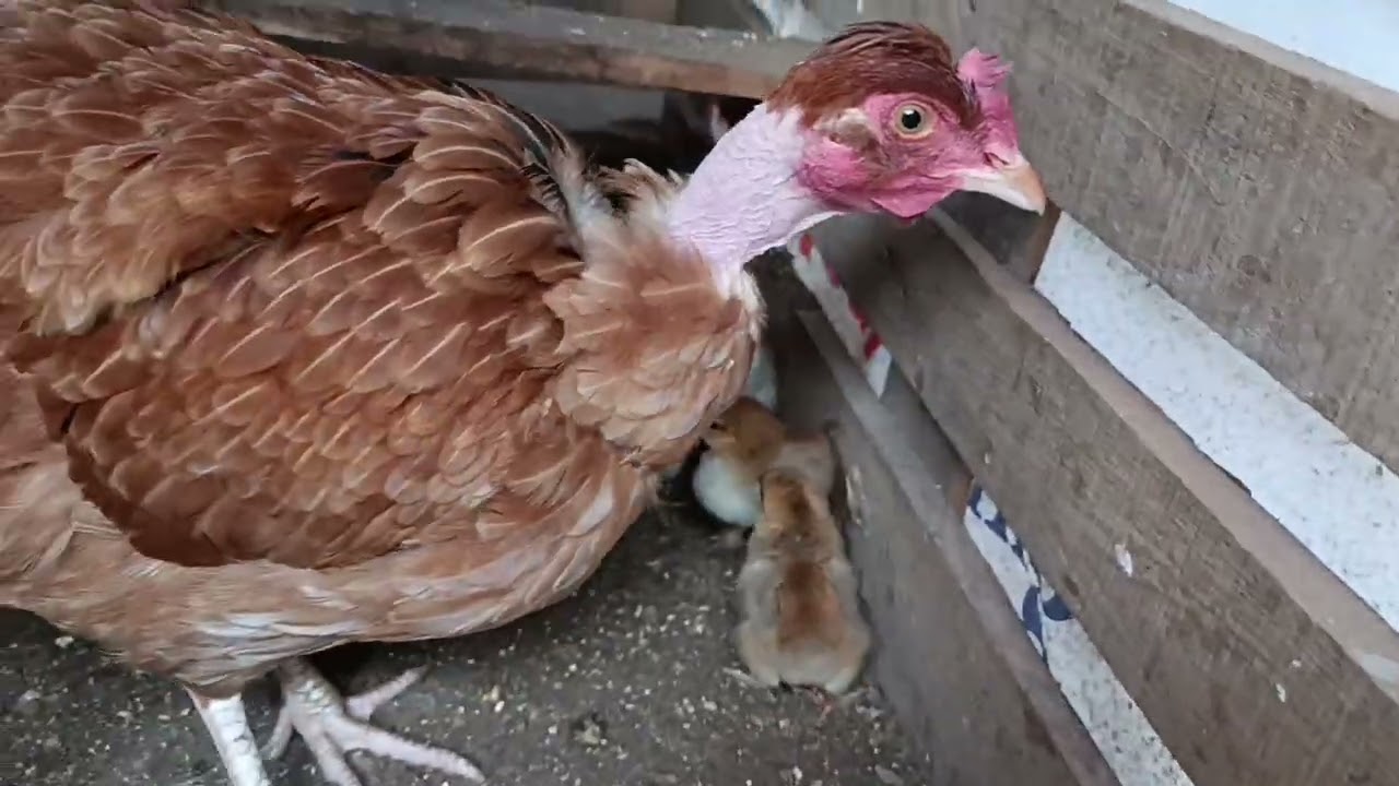 Köyde 65. Gün hayvanlarım çoğalıyor 