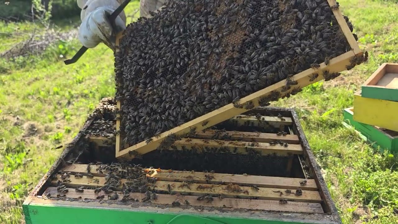 Създаване на отглеждач за пчелни майки