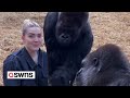 Woman feeds treats to pair of gorillas shes known since birth  swns