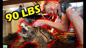 90 POUND Alligator Snapping Turtle DANGER- aquascape 600 Gallon Aquarium, AM I CRAZY?!