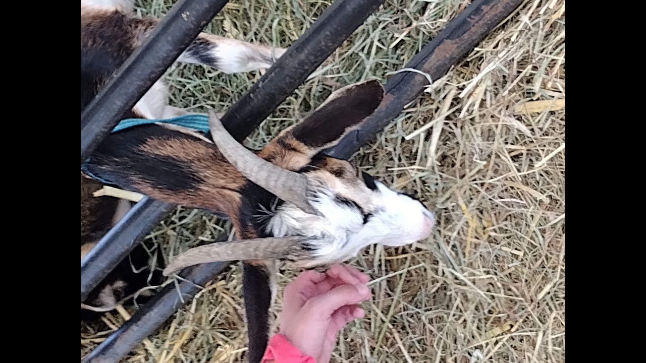 Farm Fair New Jersey